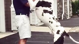 Funny video