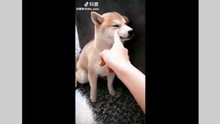 cute bog (you tube)