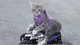 Funny cat ????????????