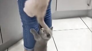 Kittens Climb Their Mom as They Couldn’t Wait for Food.