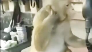 Funny video