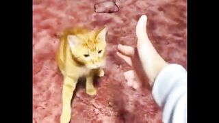Funniest Cats ???? - Don't try to hold back Laughter ???? - Funny Cats Life.