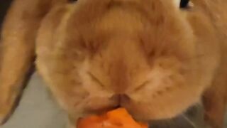 Rabbit eat carrot it is  cute