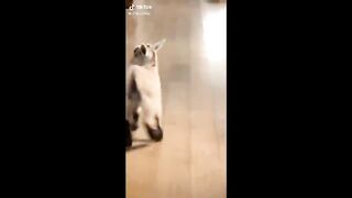 Cute pet Tiktoks to brighten up your day