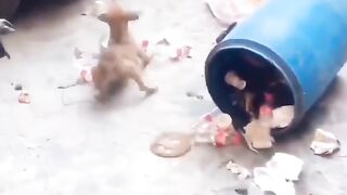Funny video  today