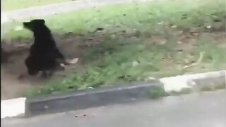 Hahaha di kejar sampe jatuh????