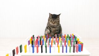 Cats and Domino