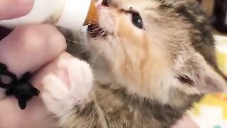 Cute Cats and Kittens # 583 |MeowMeow| #shorts #youtubeshorts.
