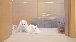 Cats vs Invisible Wall | Kittisaurus