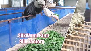 How Japanese Farming Million of SilkWorm for silk - Silk cocoon harvest and process in Factory