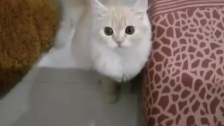 Little Lion | FUNNY CAT♥️