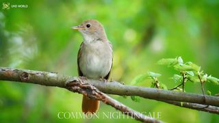 COMMON NIGHTINGALE