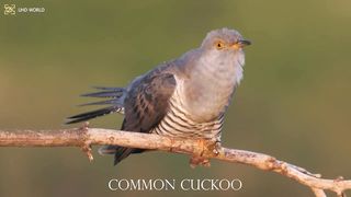 COMMON CUCKOO