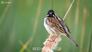 REED BUNTING 4k