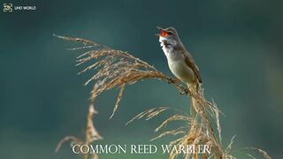 COMMON REED WARBLER 4k