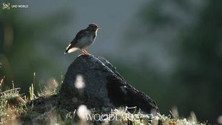 WOODLARK 4k