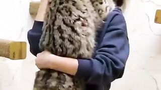 Красивое животное, но опасное...