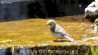 DICAEUM ERYTHRORHYNCHOS 4k