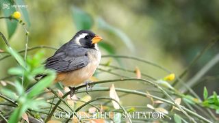 GOLDEN BILLED SALTATOR 4k