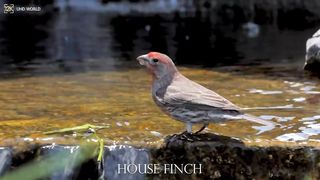 HOUSE FINCH 4k