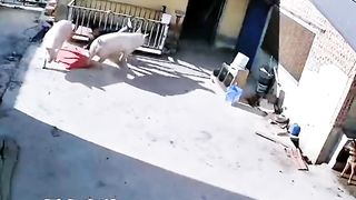 Try not to laugh #funnyfails