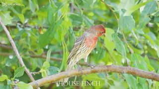 HOUSE FINCH1 4k