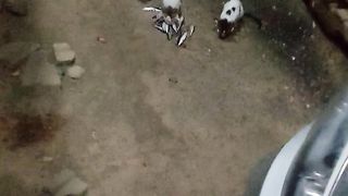 Kittens Eating Fish