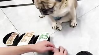 Dogs have a keen sense of smell