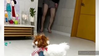 laugh  video