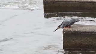 Bird and Fish