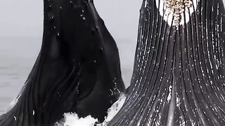 video status 11