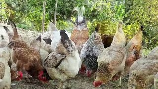Village style cooking vlog