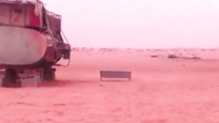 funnydogs