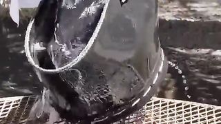 funnydogs 2