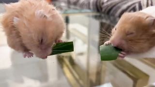 New mice