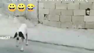 Funny dog ???? ???? ???? ????????????