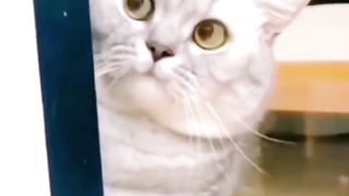 Funny cat videos 2023 3
