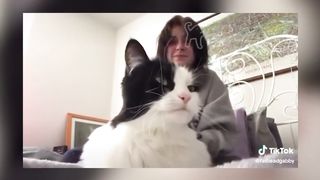 BEST DANK CAT MEMES COMPILATION OF 2020 PART 10 (from TikTok) 8