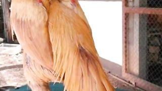 Murgha 7