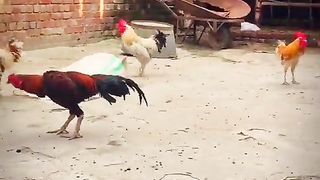 Murghaee