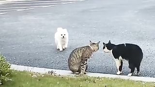 ???? Funny | Paw-sitive Persuasion: Dog's Cat Friendship Quest | FunFM