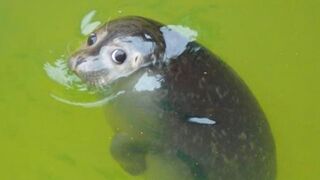 The FUNNIEST Animals | Best Compilation ????