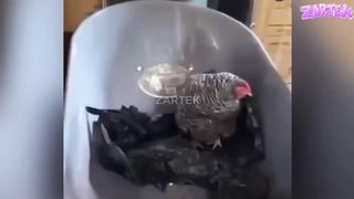 Si tu rigoles 1,5 fois, tu recommences la vidéo 10