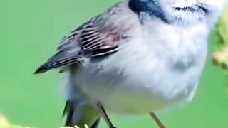 Beautiful Quran &cute birds