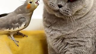 Beautiful cute cate and pet funny