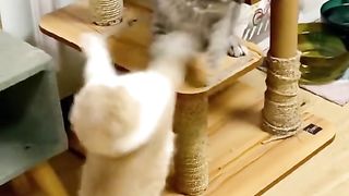 My cat so sweet