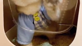 Lovely cute cat funny