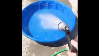 Dogs that don't shower