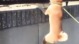 terrible dog