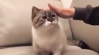 Cat that won't let me take the key
